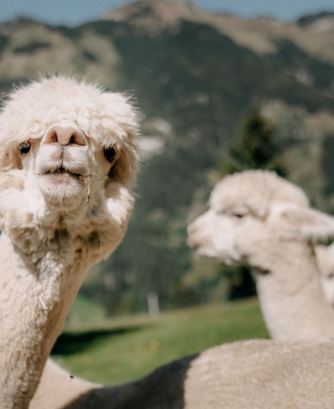 Alpaka in Großarl