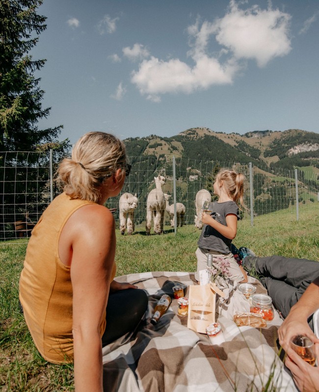 Picknick in den Bergen im Großarltal mit Alpaka